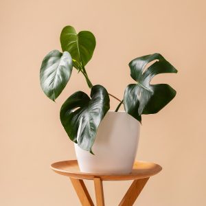 Planta 6 - Image 1